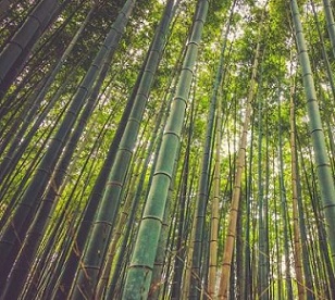 Credit: CC0 Public Domain