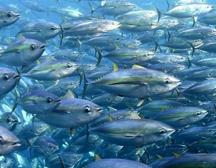 School of tuna. Credit - FabienForget, ISSF.