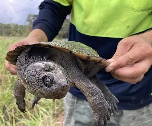 A large freshwater turtle in Queensland. Citizen scientists throughout the country are learning to record turtle sightings and stopping turtles dying on roads or from predators. Credit - TurtleSAT