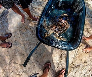 The Hawksbill turtle rescued in the weekend. Photo: TE ARA O TE ONU. 21011823
