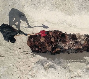 A Ministry of Marine Resources team member disposing of Taramea on Manuae. Photo - Akau Film/Johnny Beasley