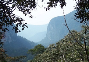 A view from the canopy at Gunung Mulu's heath forest, dominated by Shorea albida. Sarawak, Borneo. Credit: Dr Lindsay F. Banin