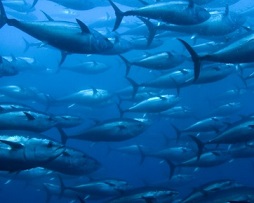 Cooks tuna fishery is a model for the Pacific