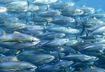 School of tuna. Photo - FabienForget, ISSF.