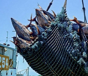 Tuna fisheries. credit - FFA