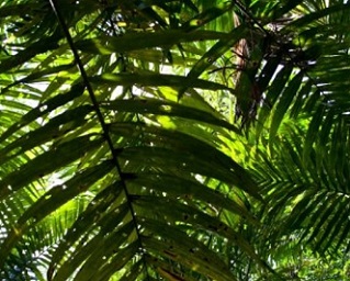 Turku scientists “race against the clock” to save biodiversity. credit - https://www.earth.com/