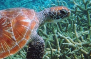 Why plastic is a deadly attraction for sea turtles