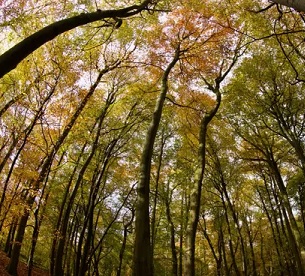 Shell would need an area roughly the size of Italy to offset 35% of its emissions by 2050 using ‘land-based’ techniques, such as tree planting. Photograph: Geoffrey Swaine/Rex/Shutterstock
