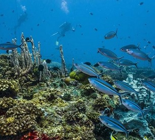 Unknown coral species hauled up in bottom trawling nets - report. Credit -  Photo: AFP / Christoph Gerigk / Biosphoto