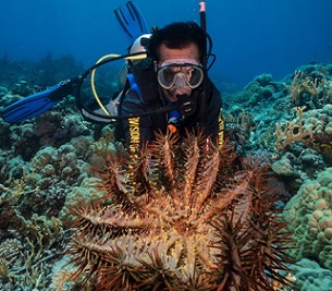 orenzo Stephan, a coral reef monitoring team member in Chuuk, holds one of many coral-eating crown-of-thorns starfish found during the El Niño Southern Oscillation event of 2015–2017. Photo: University of Guam