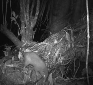 Credit - Lavery et al., Ecology and Evolution 2023