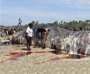 Beached sperm whale, Eton Beach, Vanuatu. Photo: Lynda Tovo
