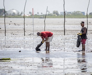 For a better livelihood, Vaiusu replant their mangroves. (Photo: Aufai A. Areta)