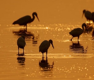 Mixed groups of herons feeding in a shallow coastal wetland in Sri Lanka. Photo credits Mr Sudheera Bandara.