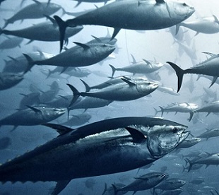 Yellowfin tuna, pictured above, are one of many valuable species of tuna overseen by the Western and Central Pacific Fisheries Commission. Credit - Giordano Cipriani/Getty Images
