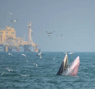 Whales swim near an offshore oil rig. (Shutterstock)