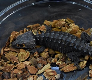 Credit: Adam Toomes, the University of Adelaide.