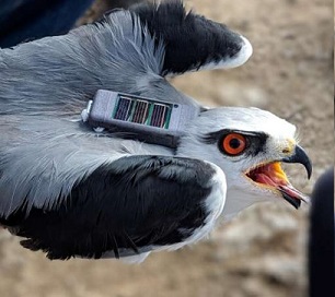 Credit: The Hebrew University of Jerusalem