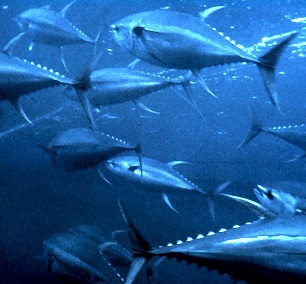 Yellowfin tuna (Thunnus albacares). Credit - CC0 Public Domain 