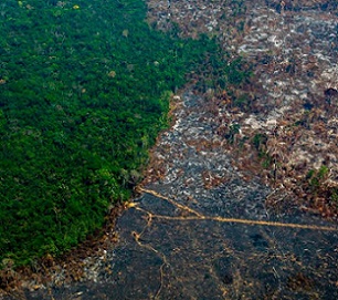 Amazon forest canopy at dawn. The loss of forests as ‘carbon sinks’ is likely to make climate breakdown more severe. Photograph: Peter Vander Sleen/PA