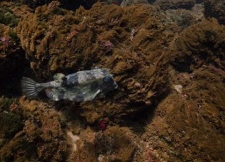 A boxfish swimming above dense mats of diatoms in the high CO2 site along the Shikine volcanic gradient. Credit: Nicolas Floc'h
