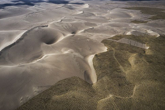 China is planting trees to stop deserts expanding.Credit: Wang He/Getty