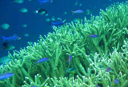 coral reefs and fish