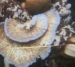 Coral bleaching of inshore reefs in the Solomon Islands. Credit - IANS