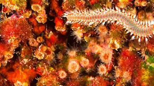 Coral reefs are feeling the effects of climate change Images & Stories / Alamy Stock Photo    