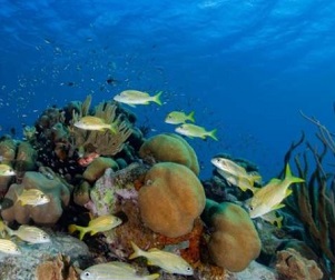 A UBCO researcher is using years of compiled data to determine how virtual reef communities will respond to threats including cyclones and coral bleaching. Credit: Jean-Philippe Maréchal