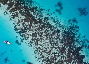 Coral reef resilience key to support the underwater cities threatened by climate change