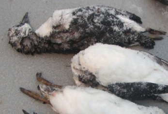 Dead common murres were found on the beach in Cochrane Bay, Prince William Sound on Jan 10, 2016. These birds were part of the large die-off of common murres across the Gulf of Alaska in 2015-2016. (Photo: Sarah Schoen/USGS Alaska Science Center)