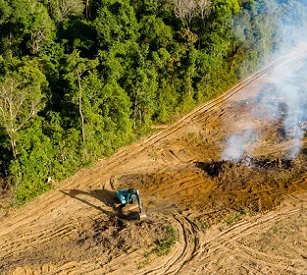 Cutting down trees reduces biodiversity and makes climate change worse. Credit - Shutterstock