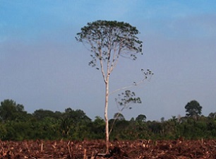BlackRock, other asset managers enabling deforestation, says Friends of the Earth. Source - Mongabay.com