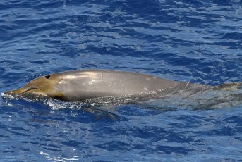 A Blainsville's beaked whale, photographed in Guam, a US territory in Pacific. CREDIT:ADAM U/NOAA