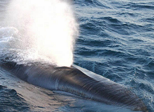 Fin whales are the second largest species of whale, sleek and streamlined. Photo Credit: North Pacific fin whale, NOAA Fisheries/Paula Olson.