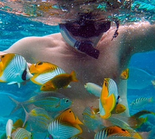At many snorkeling and diving sites around the world, including in the Cook Islands, tour operators bait the waters with bread to attract fish. Photo by Sergi Reboredo / Alamy Stock Photo