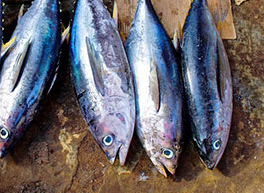 Tuna fisheries