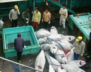 NGO recommends WCPFC consider fishery observer safety measures. Source -https://www.seafoodsource.com/ 