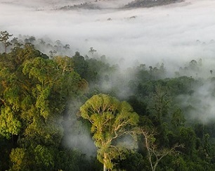 forested protected areas