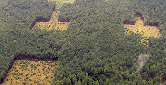 Scientists studying plant species in the Savannah River Site discovered that habitat corridors improve biodiversity and reduce extinction rates. Photo credit - Brad Herring