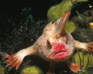 Critically endangered red handfish. Credit: Getty Images
