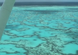 Australian scientists have bred a heat-resistant coral which could help preserve our iconic reefs