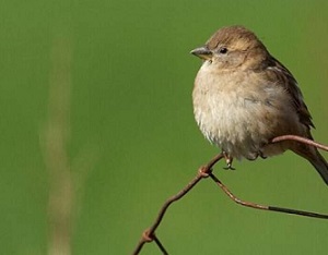 The more inbred the birds are, the shorter lives they live. It also decreases offspring. Credit: Henrik Jensen, NTNU