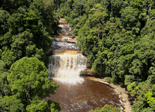 Underwriting Ecosystems: Using Insurance Policies to Conserve Nature