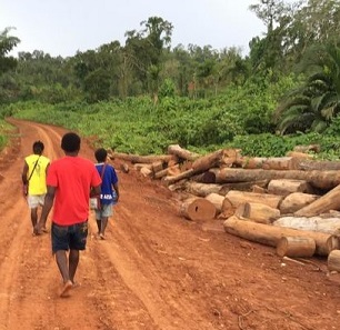 Landowners walking along a logging road in an illegally logged forest, Metamin area, New Hanover, PNG. Photo: Global Witness Media Hub
