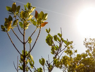 Nature Based Solutions Essential For Climate Mitigation