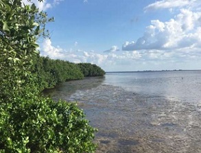 Mangroves in Tampa, Florida. Credit: Kerrylee Rogers/University of Wollongong