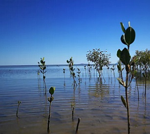 Satellite images of mangrove forests reveal not all mangroves have the same life cycles. Here we see mangroves at different growth stages. Nicolas Younes