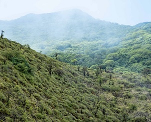 Evidence of the near-extinct Manumea has been spotted in Savaii during the two surveys of Savaii forests in July and August. (Photo: Alvaro Hoyos)